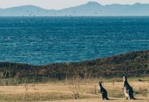 How an AI-generated travel website sent tourists to a non-existent hot spring attraction